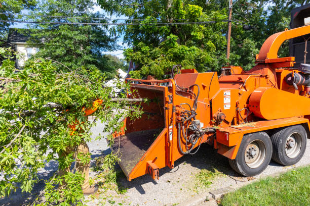 Tree Branch Trimming in Wayne, IL